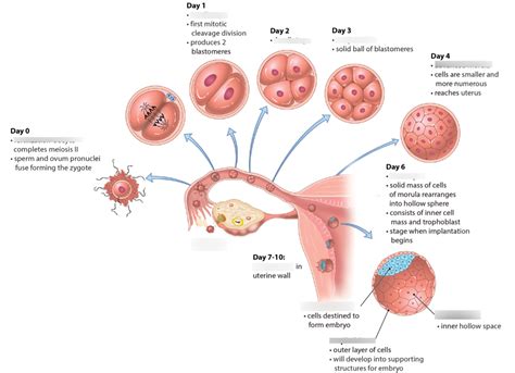 Fertilization Cleavage And Implantation Diagram Quizlet