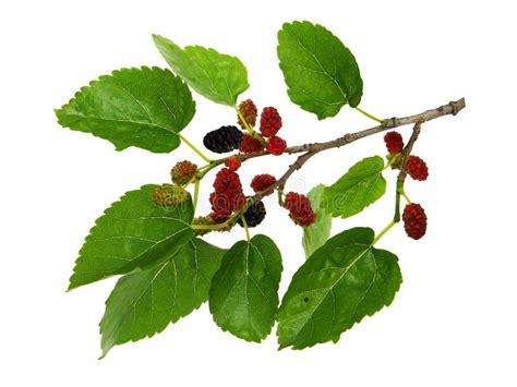 Twig Of Morus Nigra With Ripe Fruits And Green Leaves Stock Image - Image of nigra, blackberry ...