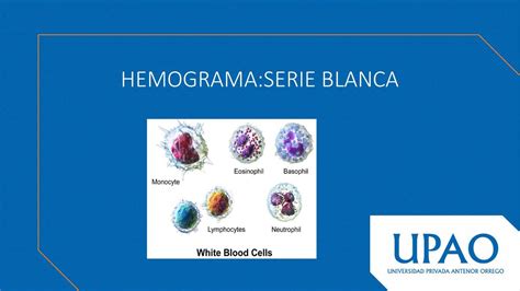 Hemograma Serie Blanca Carol Molleda UDocz