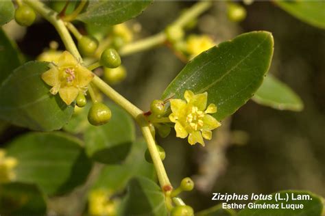 Ziziphus Lotus L Lam Pabell N De Historia Natural Phn