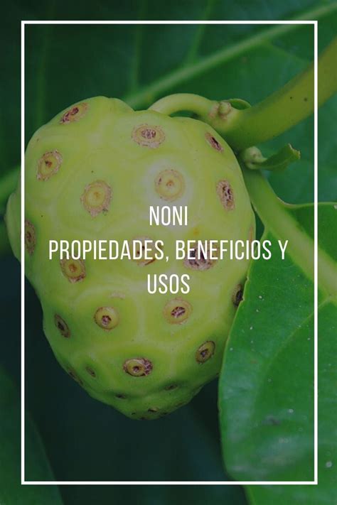 Propiedades Beneficios Y Usos Del Noni