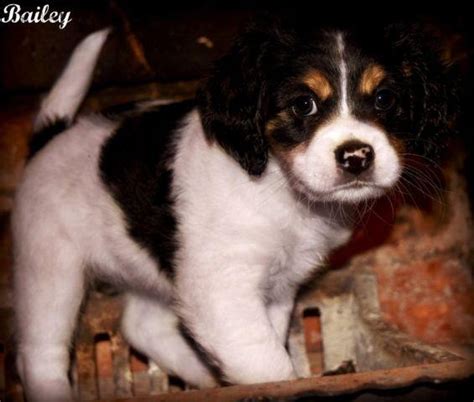 Cavalier King Charles Spaniel mix puppy for Sale in Nashville ...