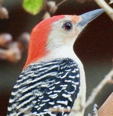 Feeding Woodpecker Photograph by Tracey Neiman - Fine Art America