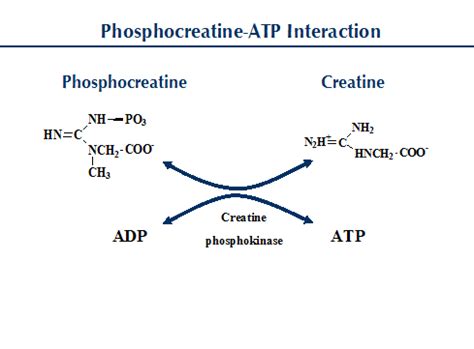 Phosphocreatine - Alchetron, The Free Social Encyclopedia