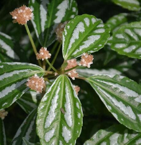 花叶冷水花图册 360百科