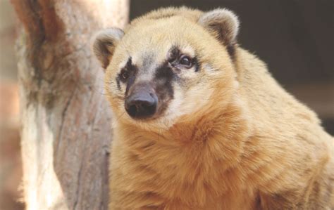 Missouri Animal Encounters Wild Animal Safari