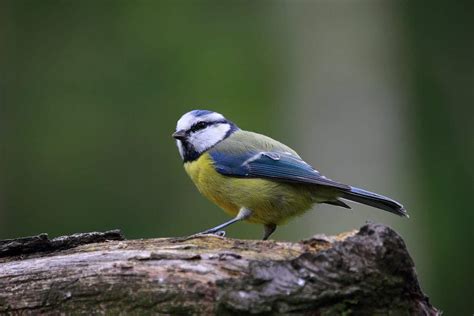 Comment Nourrir Un Oisillon M Sange Bleue Tomb Du Nid Et Le Sauver