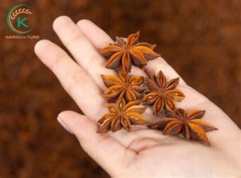 Star Anise In India And An Essential Guide On Wholesale Business K