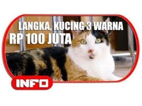 Mitos Kucing Kembang Telon Jantan Warna Youtube