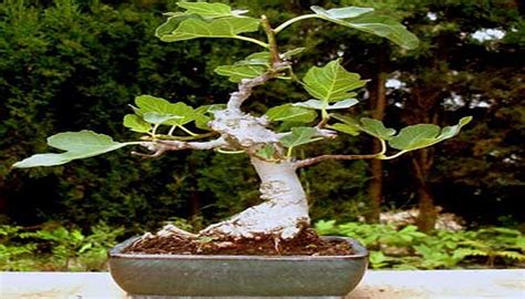 Bons I Higuera Todo Sobre Los Bonsai