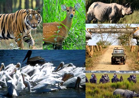 Kaziranga Wildlife Tour Kaziranga National Park Holidays Package