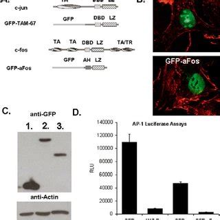 Dominant Negative Ap Constructs A A Schematic Representation Of