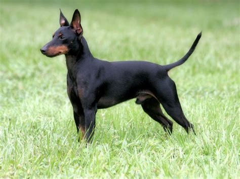 Manchester Terrier Dog Breed Pictures Information Temperament