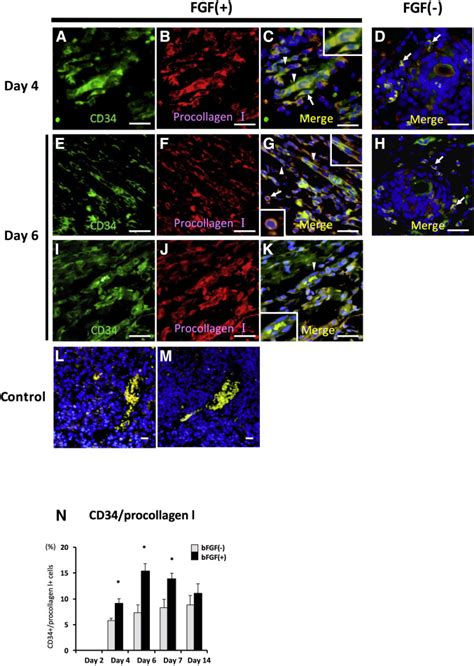 Basic Fibroblast Growth Factor Induces Angiogenic Properties Of