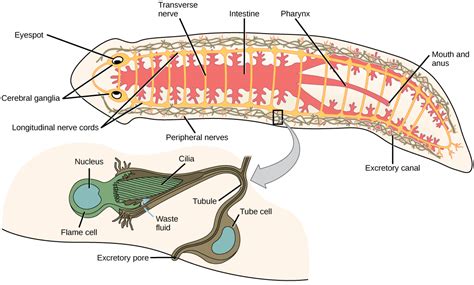 153 Flatworms Nematodes And Arthropods Biology Libretexts