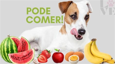 O Que Cachorro Pode Comer Al M Da Ra O