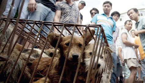 Festival De Viande Canine En Chine Les Porcs Souffrent Aussi Il N Y