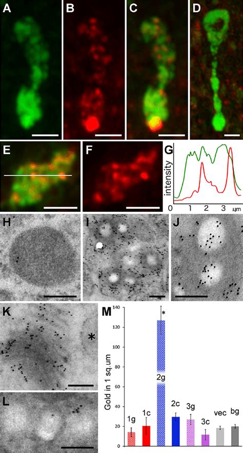 Localization Of Mucus And Endomorphin Immunoreactivity In Type Gland