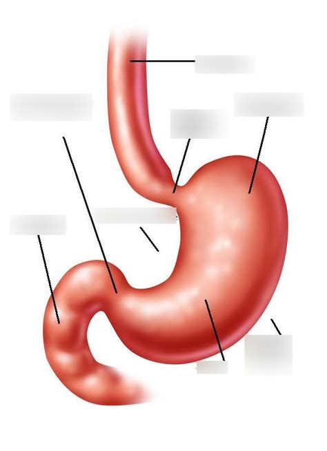 Stomach Diagram Quizlet