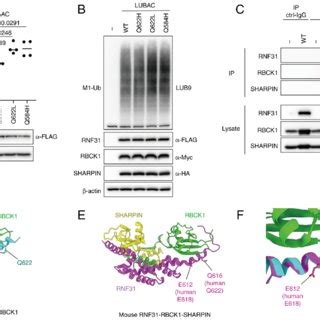 vitro assessment  predicted crystal structure model  rnf