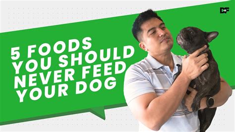 5 Foods You Should Never Feed Your Dog Youtube