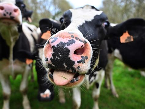 What Does It Mean When A Cow Moos At Night All About Cow Photos