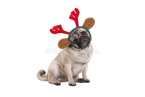 Funny Christmas Pug Puppy Dog Sitting Down, Wearing Reindeer Antlers ...