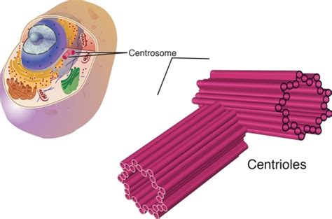 Centrioles - THE INNER WORKINGS OF AN ANIMAL CELL