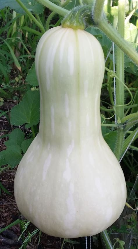 How Often To Water Squash - When irrigating zucchini, it's best to ...