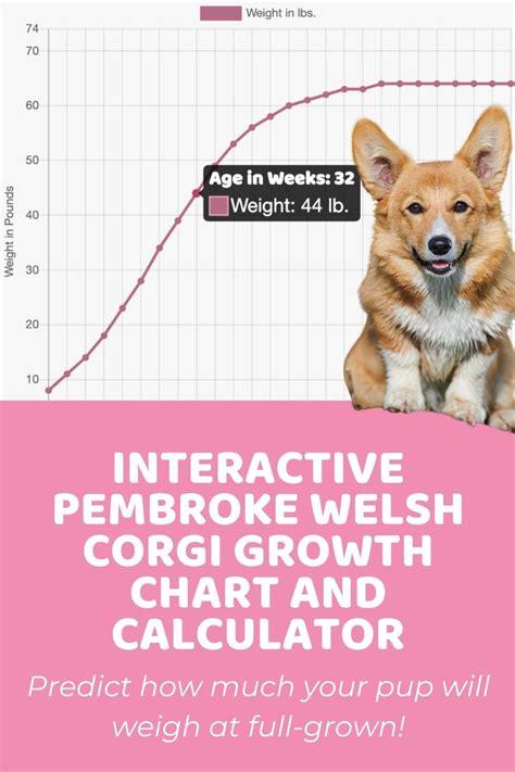 Interactive Pembroke Welsh Corgi Growth Chart And Calculator Puppy