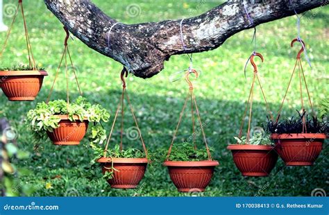 Plantas Balcon Colgantes Especies De Plantas Colgantes Que Amaras