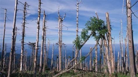 HUJAN ASAM Proses Penyebab Dampak Cara Mengatasinya