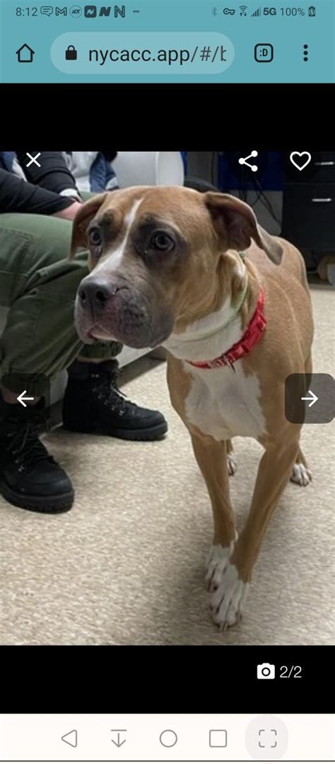 Fran Schwartz On Twitter Rt Myboxerluvmac Jollibee Jones Nycacc