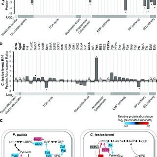 C Metabolic Flux Analysis Of Carbon And Energy Flux Partitioning In