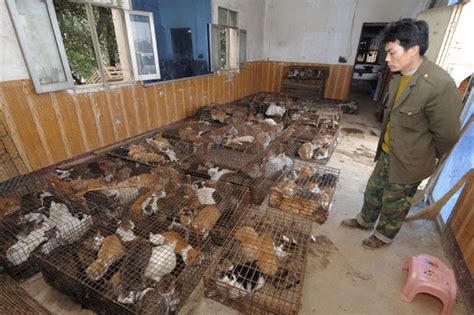 China People Eating Cats