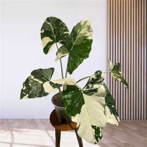 Alocasia Macrorrhiza Variegata Variegated Elephant Ear Care