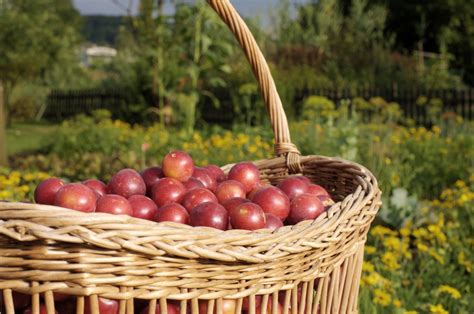 Images Gratuites Pomme la nature fruit été aliments rouge