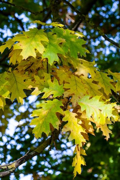 Premium Photo Oak Foliage Turning Yellow In Autumn During Leaf Fall