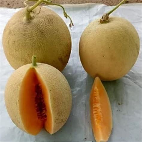 Hybrid Muskmelon Seeds Online India Musk Melon Seeds Store