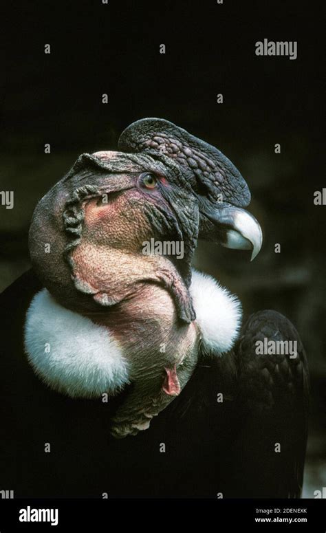 Andean Condor Vultur Gryphus Portrait Of Adult Stock Photo Alamy