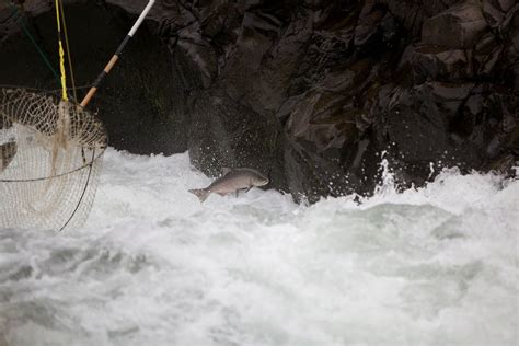 Free Picture Fisherman Fishing River Shore