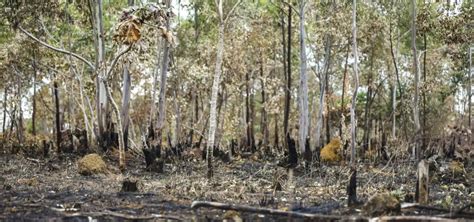 Desmatamento na Amazônia registra em novembro maior queda de 2023 Metro 1