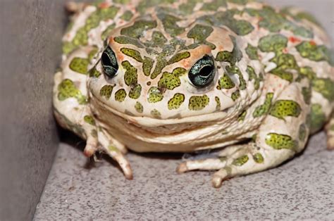 Premium Photo Big Ugly Frog Common European Toad Bufo