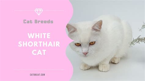 White Shorthair Cat - Facts, Origin, History and Personality Traits