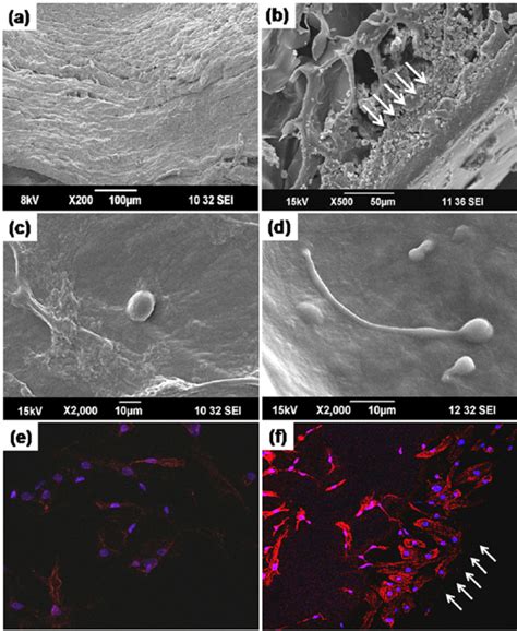 A Sem Of Agarose Scaffold Showing The Multi Tiered Architecture And