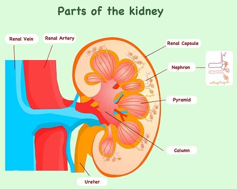 Anatomi Ginjal Bagian Detail Dan Diagram Bagian Nefron Unit Fungsional ...
