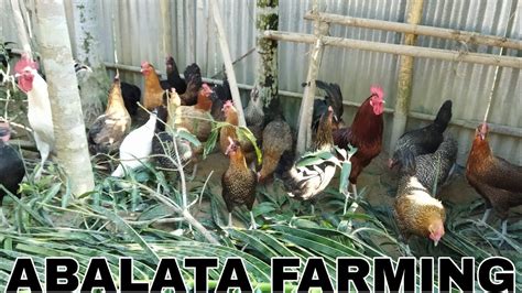 Open Range Chicken Farming Kadaknath Desi Sonali Poultry Farming