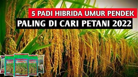 Padi Hibrida Berumur Pendek Hasil Melimpah Paling Di Cari Petani