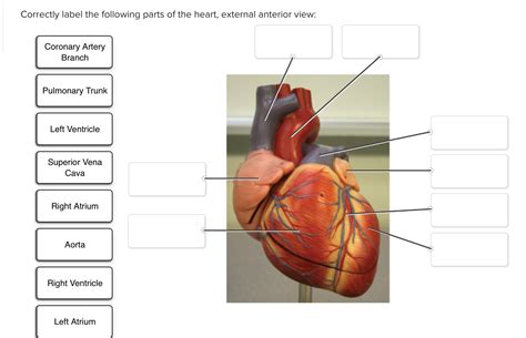 [solved] Correctly Label The Following Parts Of The Heart External