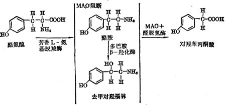 儿茶酚胺 中国医学百科 医学